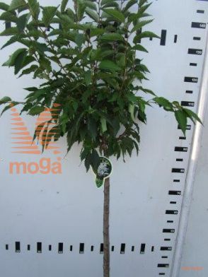 http://twentheplant.nl/tsd/93806_PRNBRILL_S080P23_1.jpg
