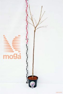 http://twentheplant.nl/tsd/93806_PRACCOLA_S120P262J_1.jpg