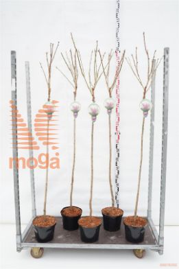 http://twentheplant.nl/tsd/93806_PRSKANZA_S120P232JR_1.jpg