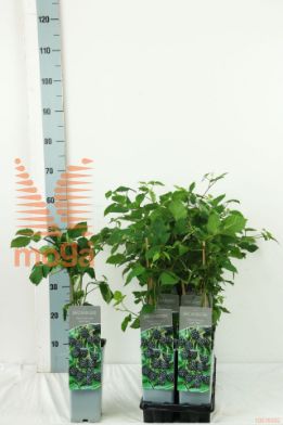 http://twentheplant.nl/tsd/61502_RUFLNESS_8P17030040_2.jpg